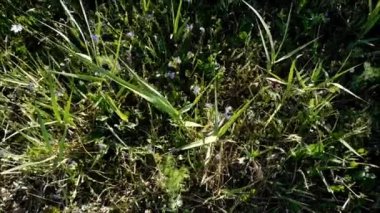 Bahçedeki dış mekan süs bitkileri