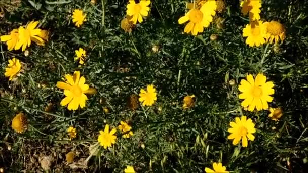 Flores al aire libre en el jardín — Vídeos de Stock