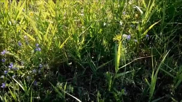 室外植物在花园里 — 图库视频影像