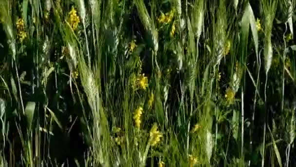Kulaklar açık havada bahçede buğday — Stok video