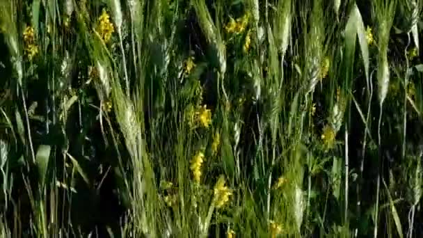 Oreilles de blé à l'extérieur dans le jardin — Video