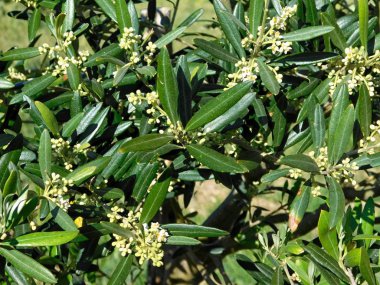 Bahçesinde zeytin dalları