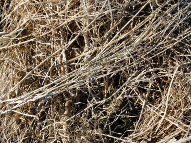 Bahçedeki saman doku