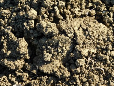 Bahçedeki doku dünya