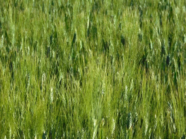 Вуха пшениці в саду — стокове фото