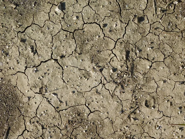 Texture of dry land in the garden — Stock Photo, Image