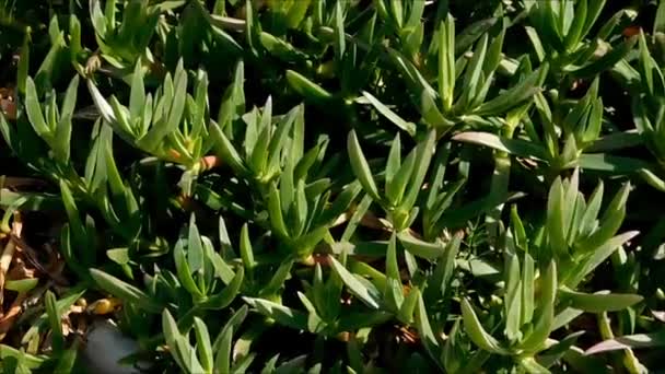 Plantas al aire libre en el jardín — Vídeo de stock