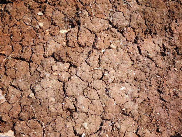 Textura de tierra árida —  Fotos de Stock