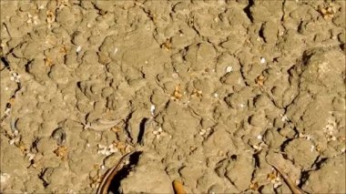 Bahçedeki doku dünya