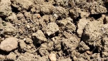 Bahçedeki doku dünya