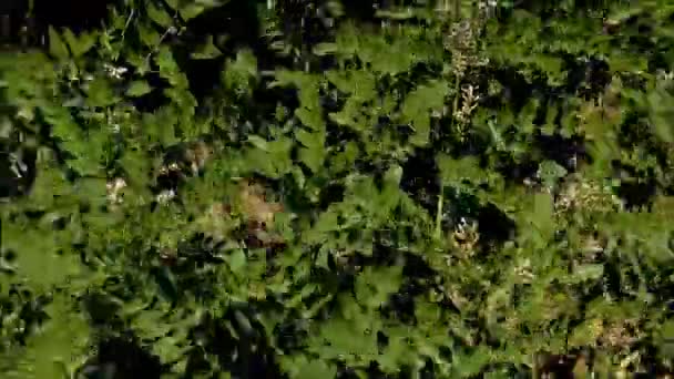 Bahçedeki dış mekan süs bitkileri — Stok video