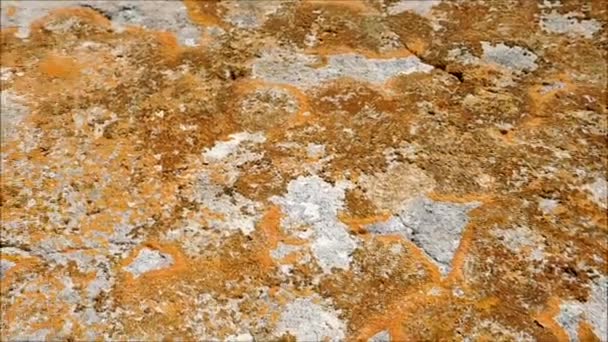 Каменная текстура в саду — стоковое видео
