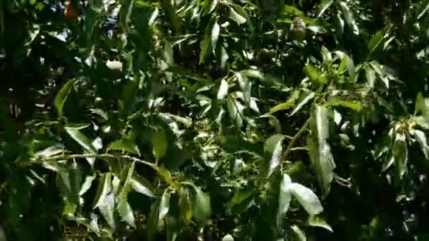 园中的树 — 图库视频影像