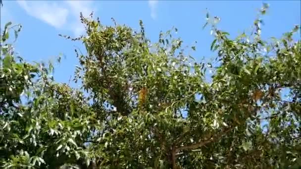 Дерево в саду — стоковое видео