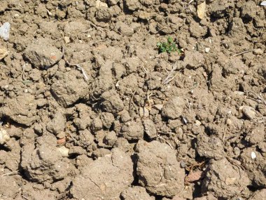 Bahçedeki doku dünya