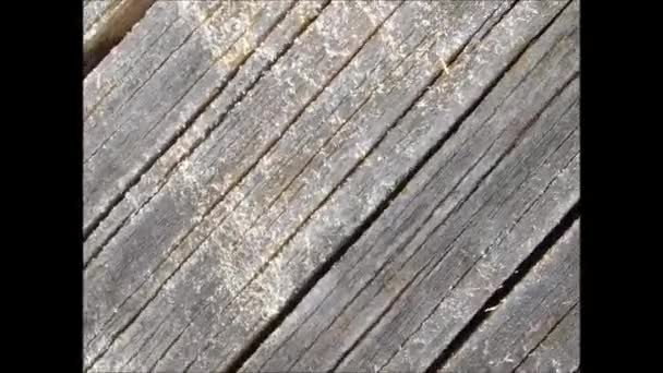 Houten textuur in de tuin — Stockvideo