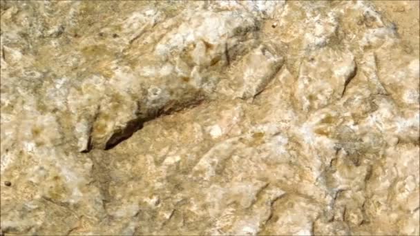 Textura de piedra en el jardín — Vídeo de stock