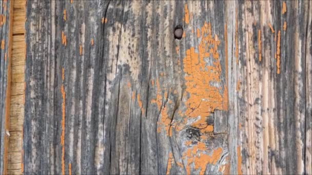 Wooden texture in the garden — Stock Video