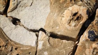 Taş dokusu bahçede