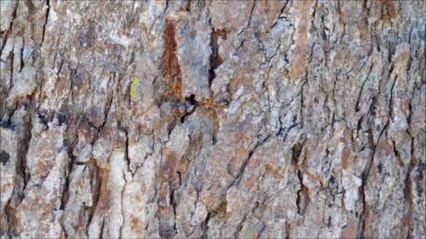 Textura del tronco del árbol en el jardín — Vídeo de stock