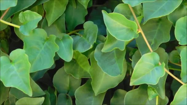 Textuur van buiten bladeren in de tuin — Stockvideo