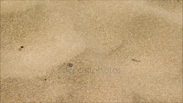 Texture de sable à la mer — Video