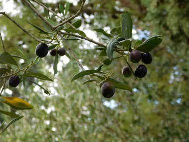 zeytin ağacı açık bahçede