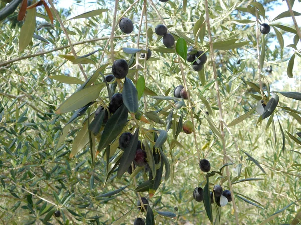 Ελαιόδεντρο Στον Κήπο — Φωτογραφία Αρχείου