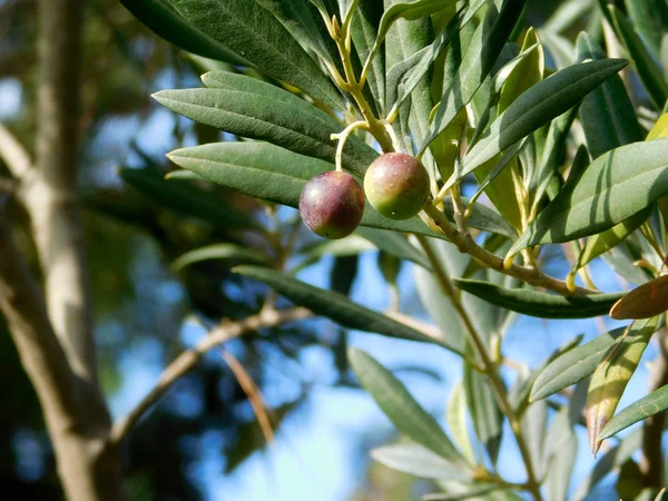 Ελαιόδεντρο Στον Κήπο — Φωτογραφία Αρχείου