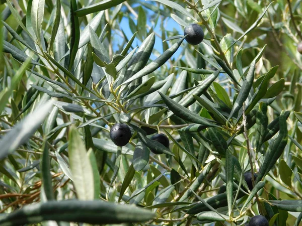 Ελιά Είναι Εξωτερική Στον Κήπο — Φωτογραφία Αρχείου