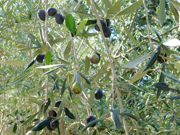 Oliveira Livre Jardim — Fotografia de Stock