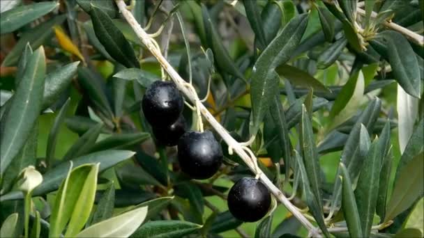 Olivenbaum Freien Garten — Stockvideo