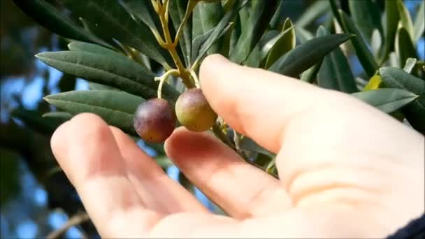 Raccogliere Olive Giardino — Video Stock