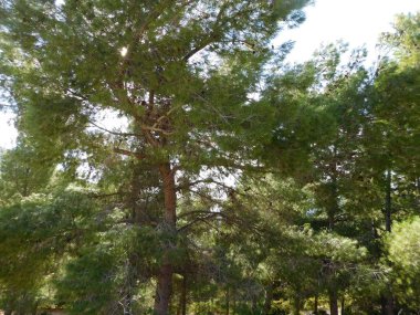 açık havada ormandaki ağaçlar