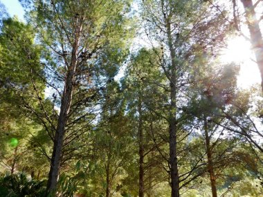 açık havada ormandaki ağaçlar