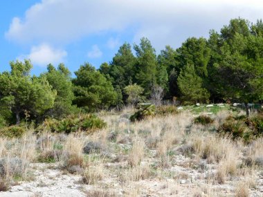 açık havada ormandaki ağaçlar