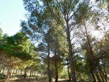 açık havada ormandaki ağaçlar