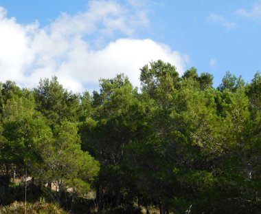 açık havada ormandaki ağaçlar