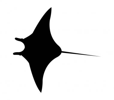 Manta balık beyaz arka plan üzerinde