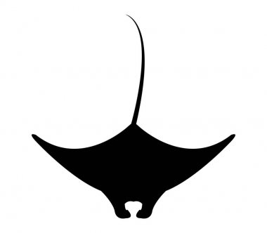 Manta balık beyaz arka plan üzerinde