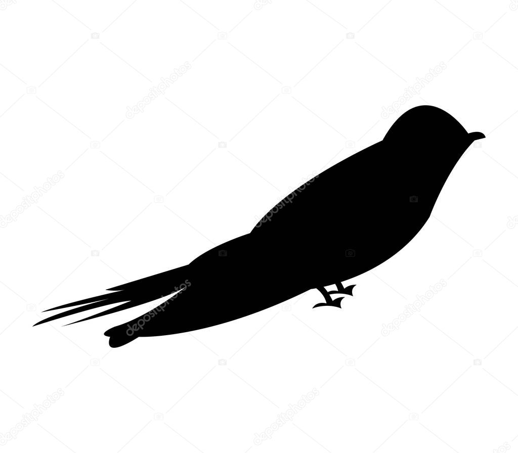 swallow icon on white background