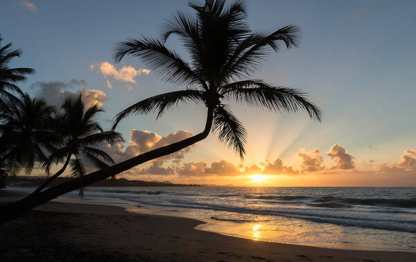 Sunset, paradise beach and palm trees, Martinique island, French West Indies.