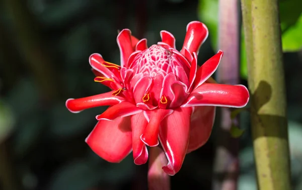 A flor de gengibre da tocha, vista na ilha da Martinica . — Fotografia de Stock