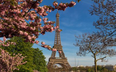 Paris 'teki ikonik Eyfel Kulesi güneşli bir bahar gününde Fransa' da kiraz çiçeklerinin arkasında..