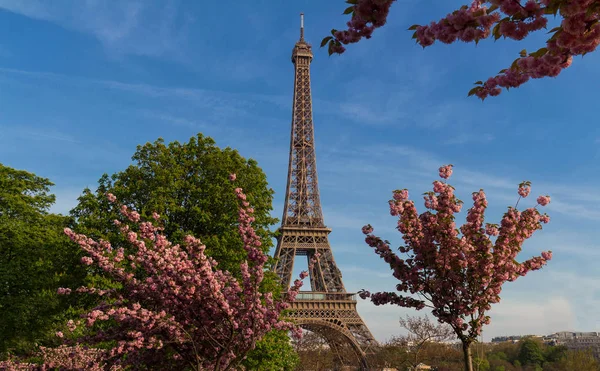 Icónica Torre Eiffel París Soleado Día Primavera Detrás Flores Cerezo — Foto de Stock