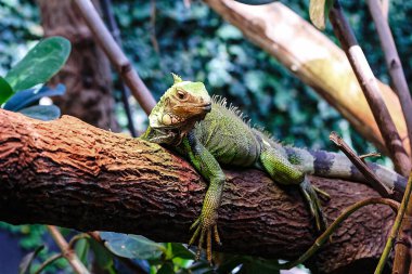 Ağaç dalında yeşil bir iguana