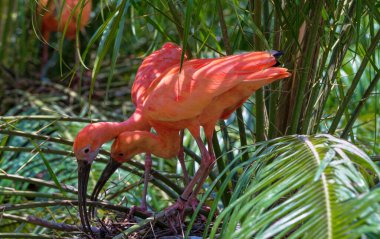 Kızıl aynak veya Eudocimus ruber, Trinidad ve Tobago 'nun ulusal kuşudur.
