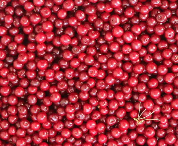 Kiraz doku arka plan