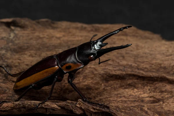 Escarabajo del ciervo rayado naranja — Foto de Stock