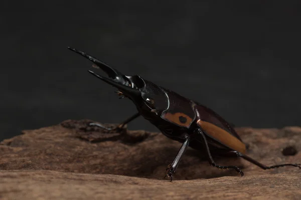 Pasiasty pomarańczowy Stag Beetle — Zdjęcie stockowe